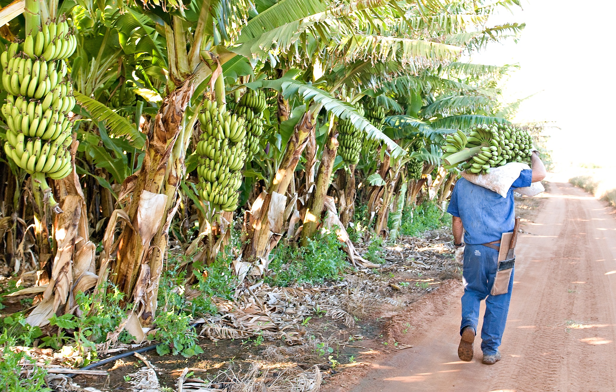 Carnarvon Growers REPLACE1 (2)