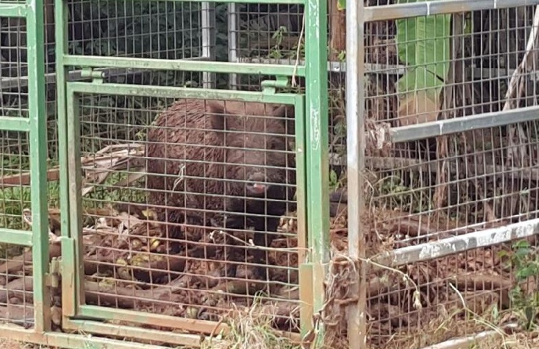 Feral pigs pic 6 - pis in cage