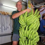 Innisfail & District Show - Banana Exhibit
