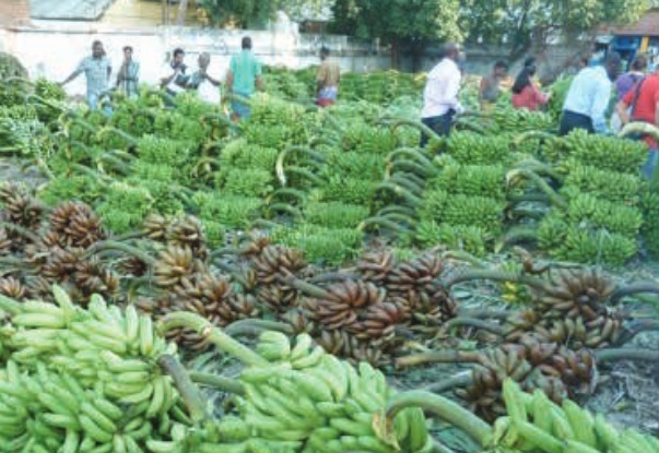 Several cultivars at the wholesale market in Tiruchirappalli, Tamil Nadu.