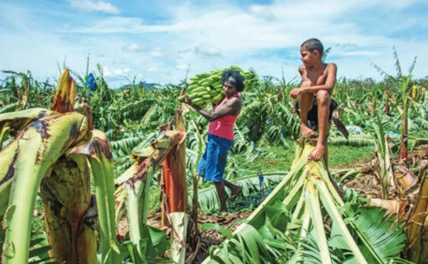 Banana farm worker Phyllis Gibson and grandson Dwayne Bowen at the Hope Vale Banana Farm after Cyclone Ita.Some distorted bunches emerged following Tropical Cyclone Nathan.Hope Vale Banana Farm General Manager Ken Reid with a bunch that emerged a few weeks after Tropical Cyclone Nathan.