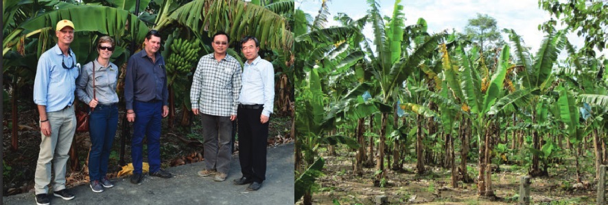 On the left: the study group which visited the Philippines and Taiwan.
On the right:  TR4 affected plants in The Philippines