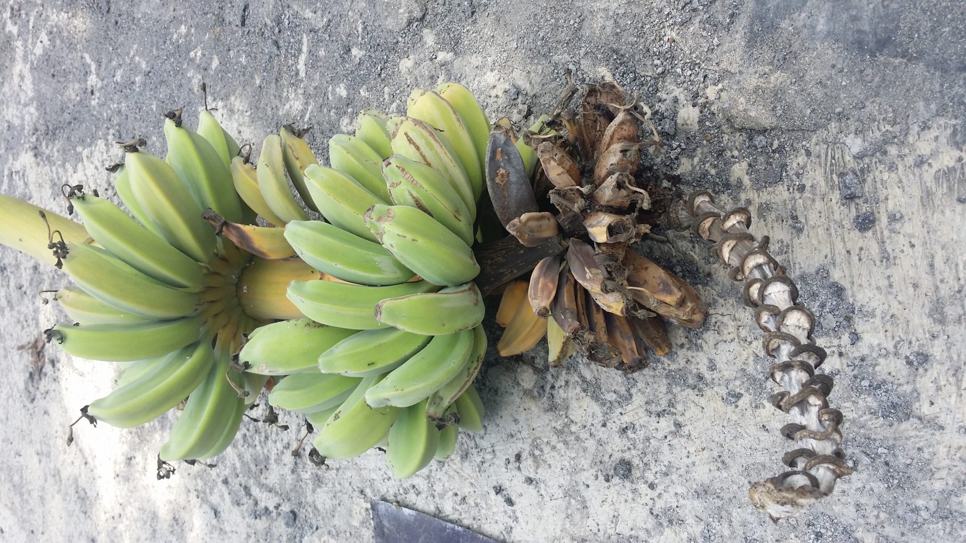 Blood disease 1 Blood disease symptoms 1 | Australian Banana Growers