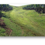 Grassed, shallow drain web