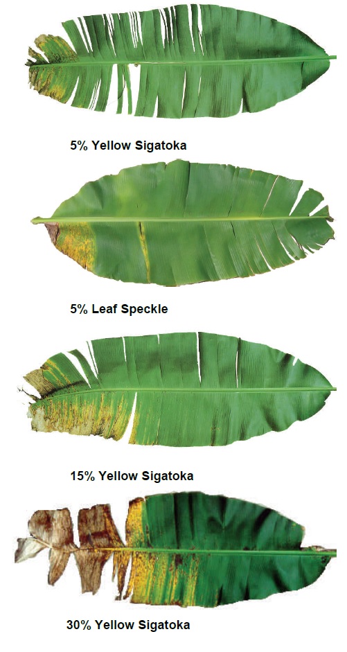 Yellow Sigatoka | Australian Banana Growers