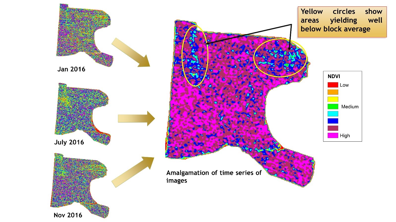 Image 1:  Amalgamation of a time series of Worldview 3 satellite images captured throughout the banana growing season provides identification of low performing areas for diagnosis and targeted management.