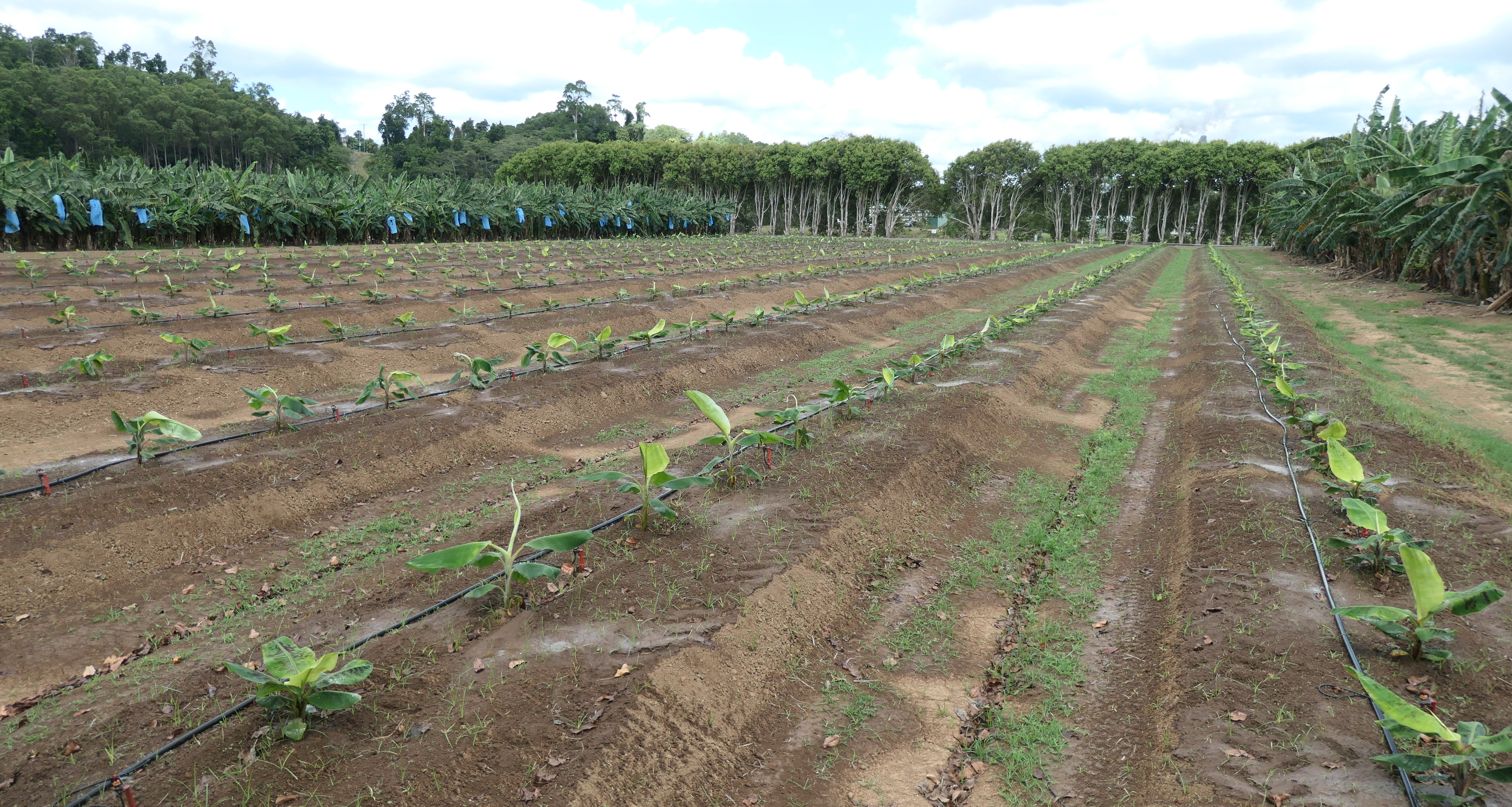 New variety trial established at South Johnstone in September.