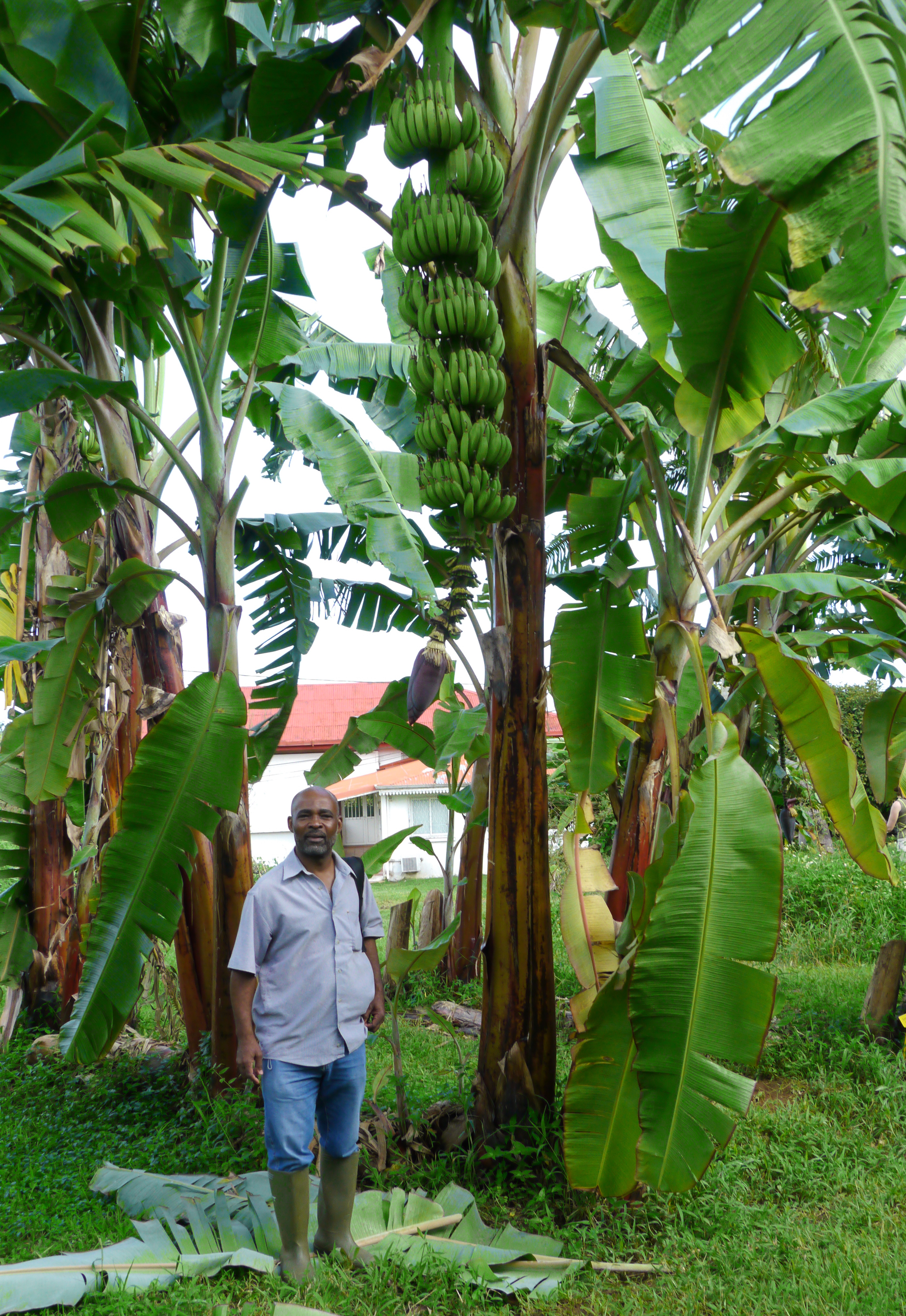 Four leaf disease resistant hybrids from the breeding program of CIRAD in the French West Indies are included in the trial.