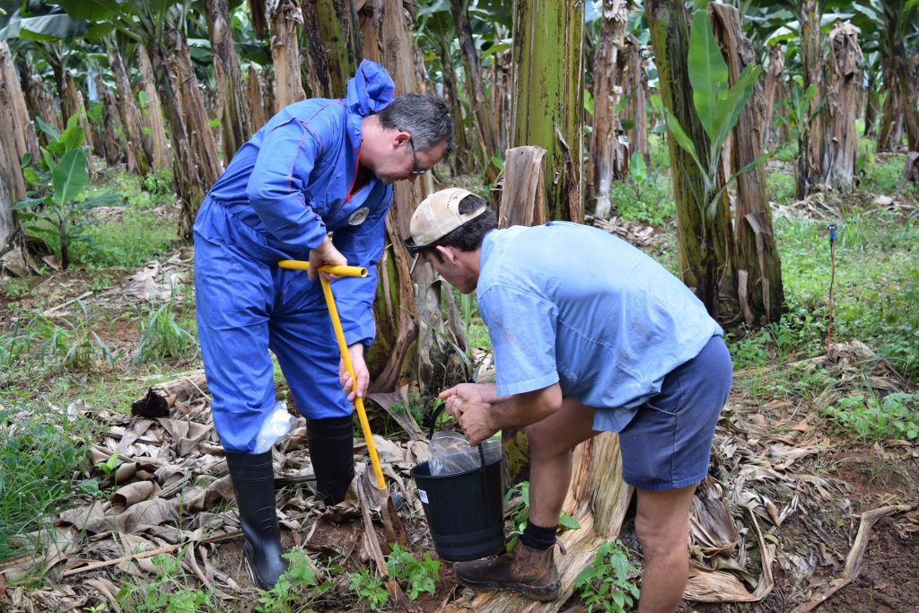Dr Paul Dennis (the University of Queensland) and
Paul DeBrincat (LMB Nerada) sample soils and
banana plants to determine their microbiomes