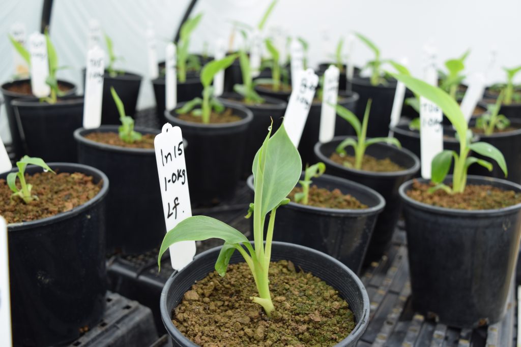 Tissue cultured banana plants are planted directly
into banana field soils to determine the differences
soils make to the banana microbiome.