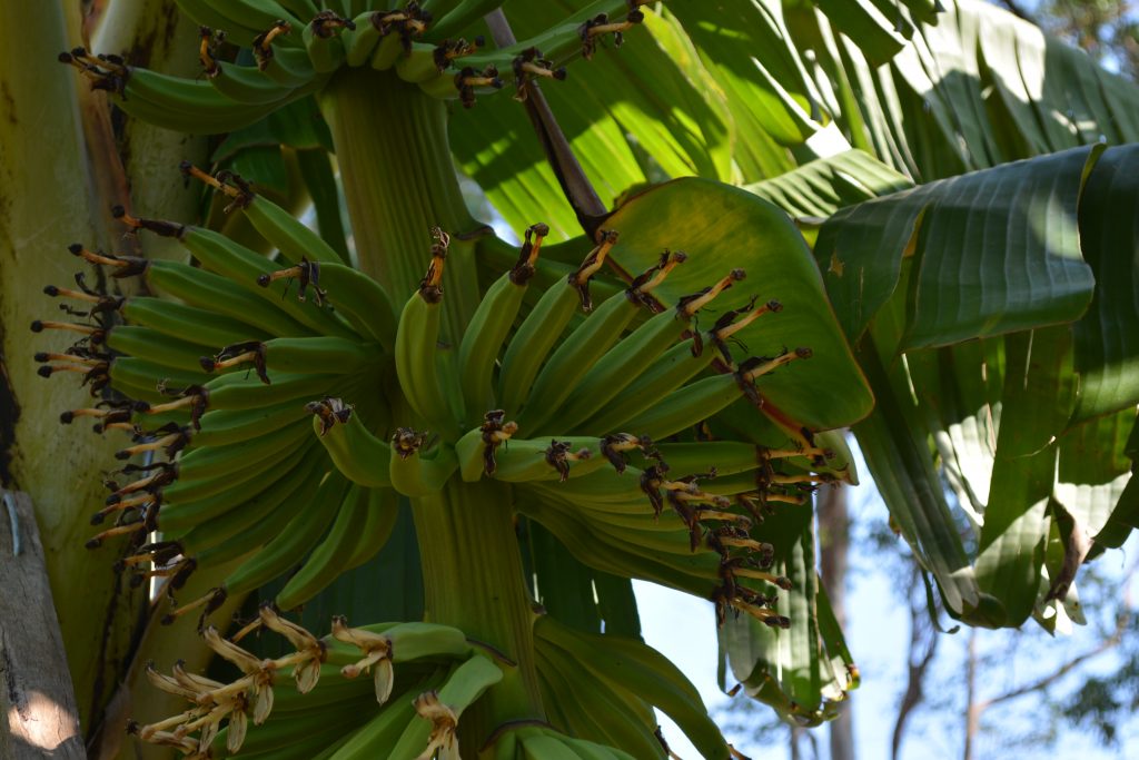 The trial site is a tour option at the 2019
Australian Banana Industry Congress.