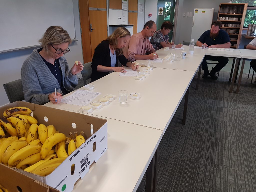 Volunteer taste-testers at the South Johnstone
Research Station answering a questionnaire to
assist with the selection of elite varieties.