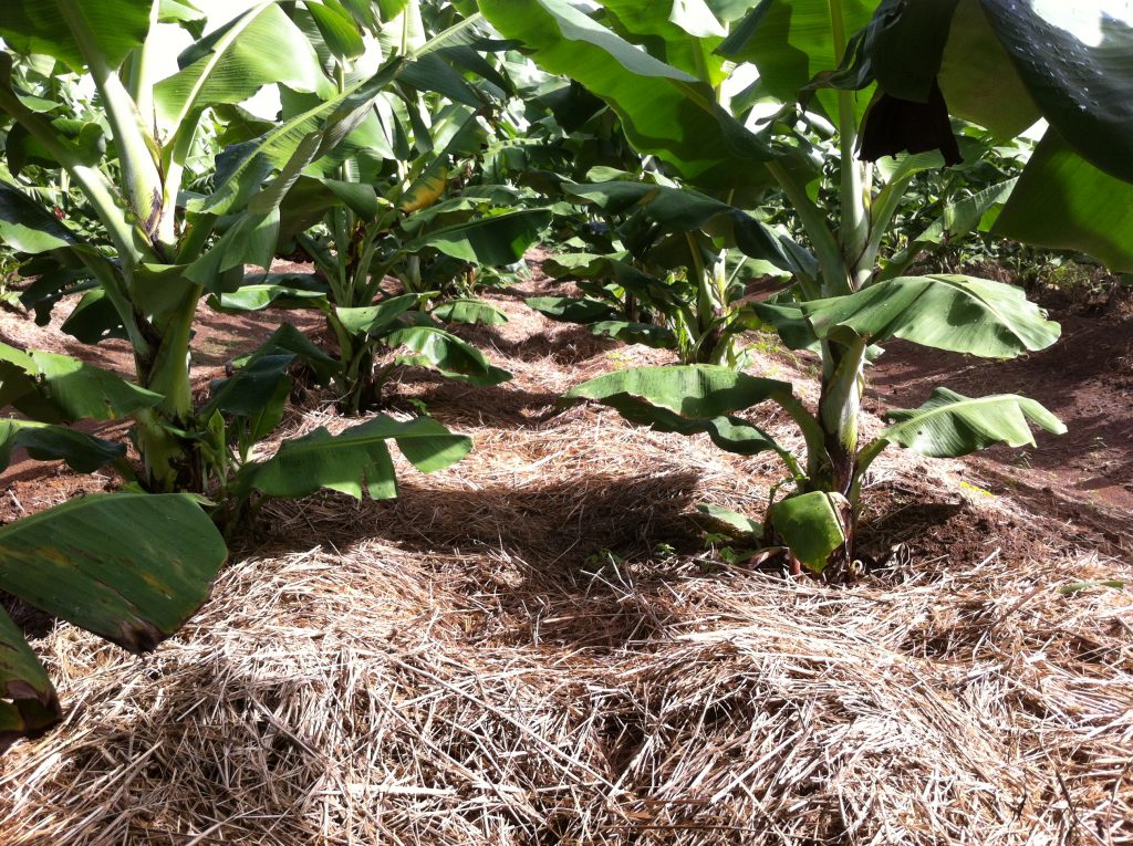 Mulch banana 2 Australian Banana Growers