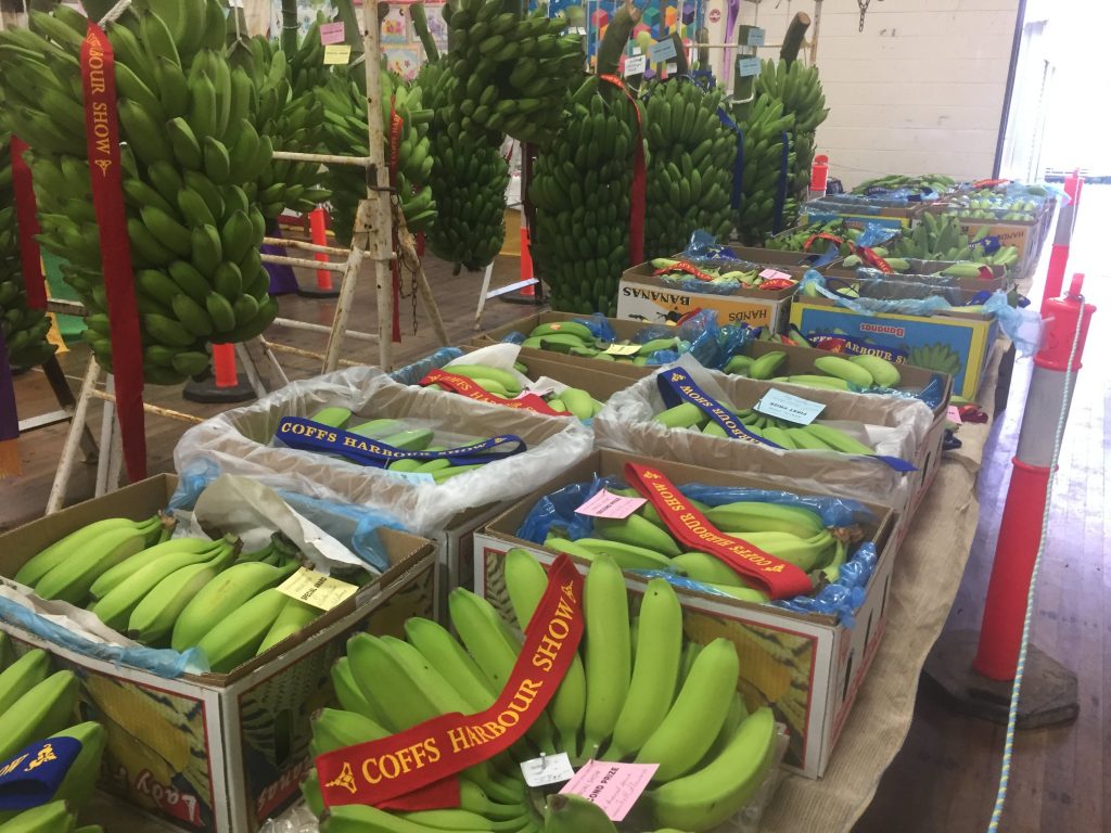 3 Australian Banana Growers