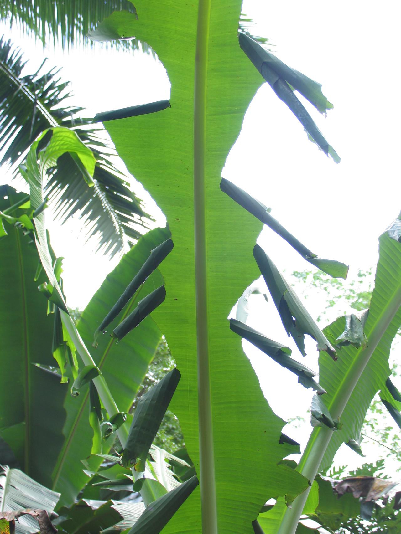 Rolled banana leaves are key indicators of the
presence of banana skipper butterfly. Photo: Jeff
Daniells, Queensland DAF