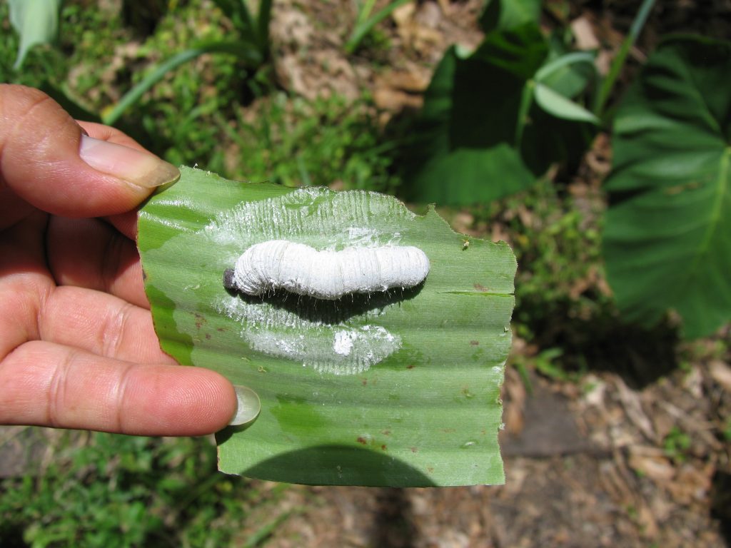A caterpillar in the roll of a banana leaf.
Photo: Jeff Daniells, Queensland DAF