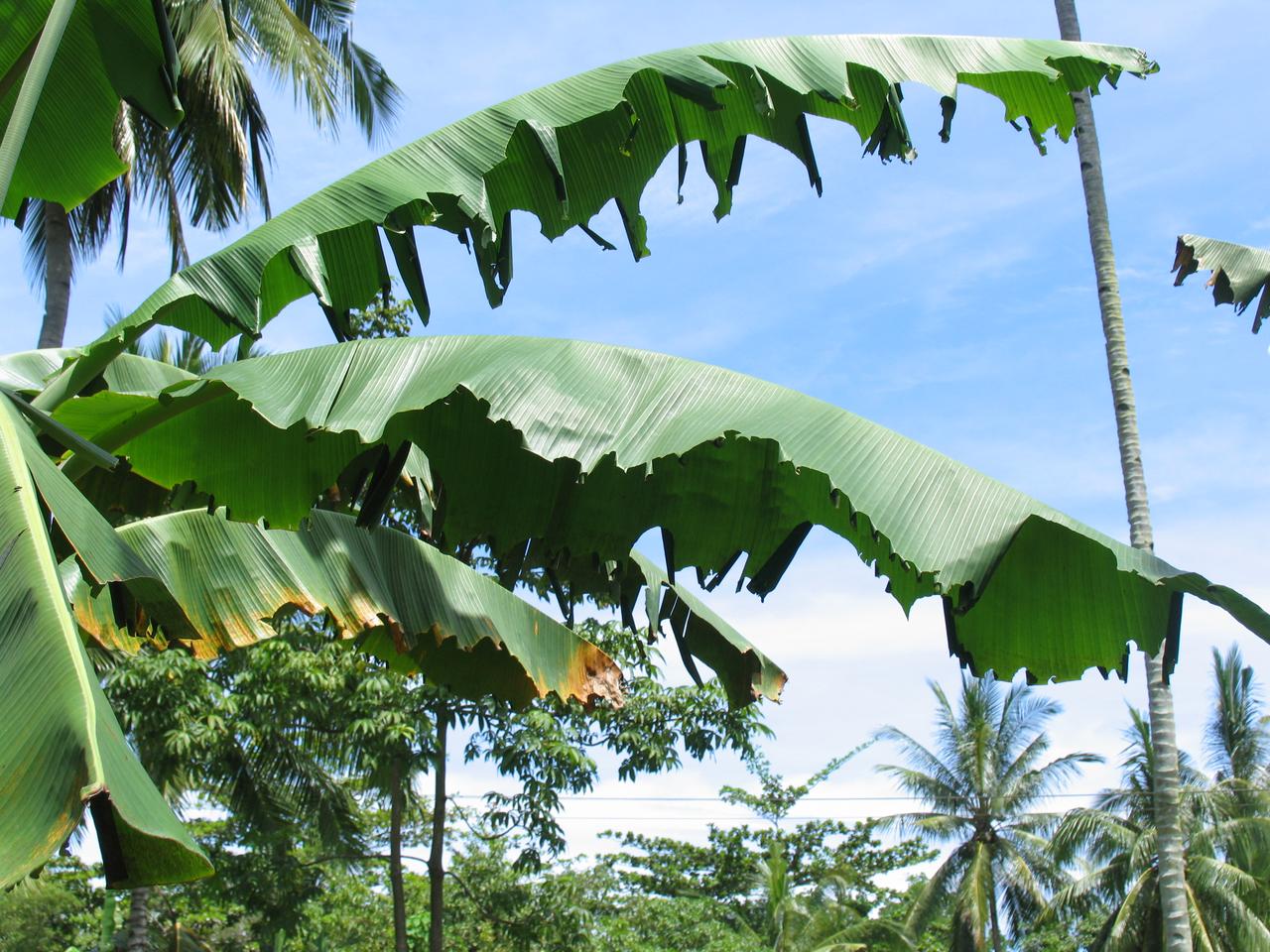 Leaf damage caused by the banana skipper
butterfly. Photo: Jeff Daniells, Queensland DAF