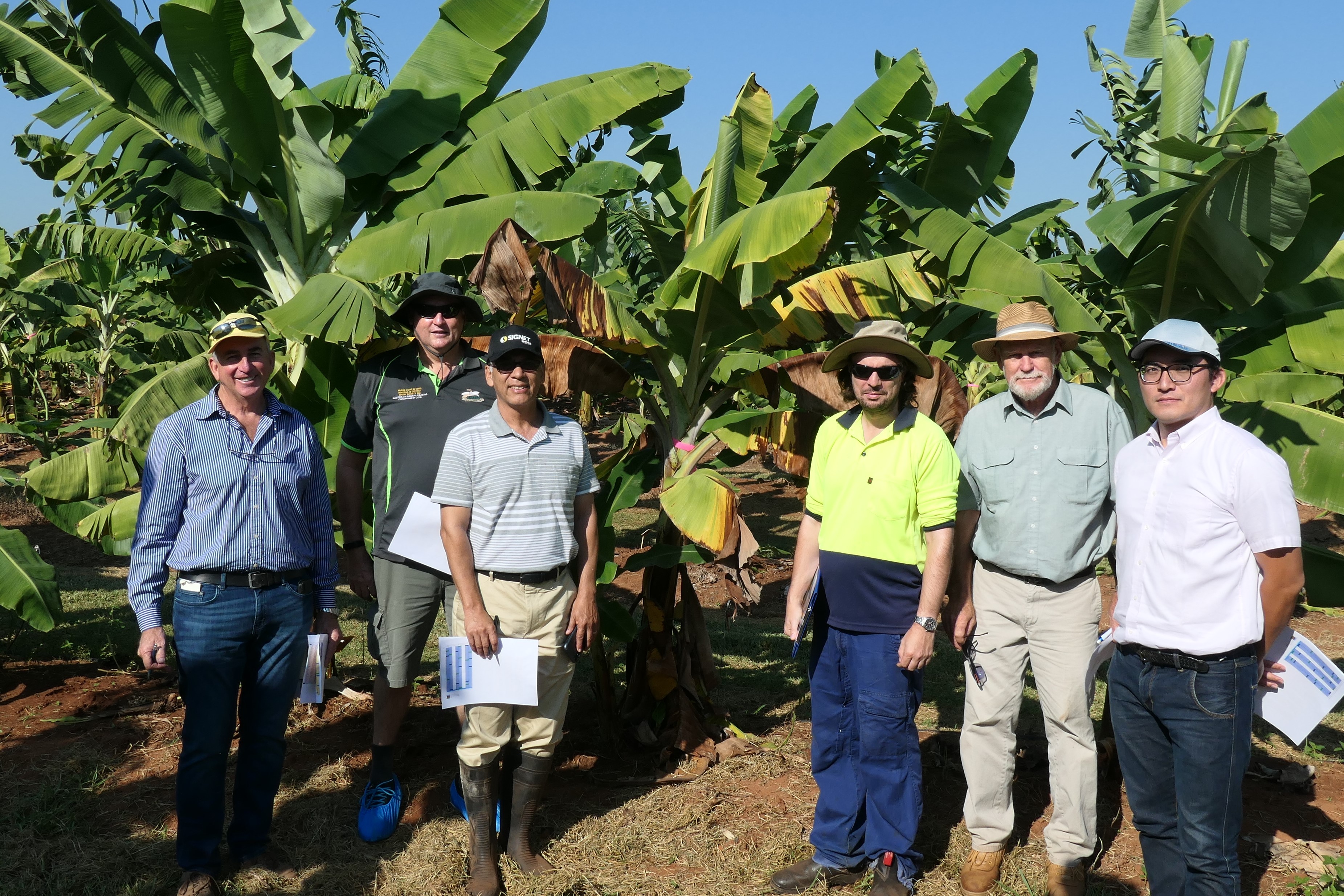 Following the Australian Banana Industry Congress in May a few delegates, including some from overseas, visited the TR4 disease screening sites at Coastal PlainsResearch Farm, NT. They were impressed with trial progress, saying the ‘world is watching’ Australia’s efforts to curb the effects of this global menace with interest.
L-R: Marc Jackson (Fyffes, Costa Rica), Stewart Lindsay (Queensland DAF), Roberto Young (Dole, Honduras), Sharl Mintoff (NTDPIR), Bob Williams (consultant) and
Yuji Habomoto (Fyffes, Costa Rica).