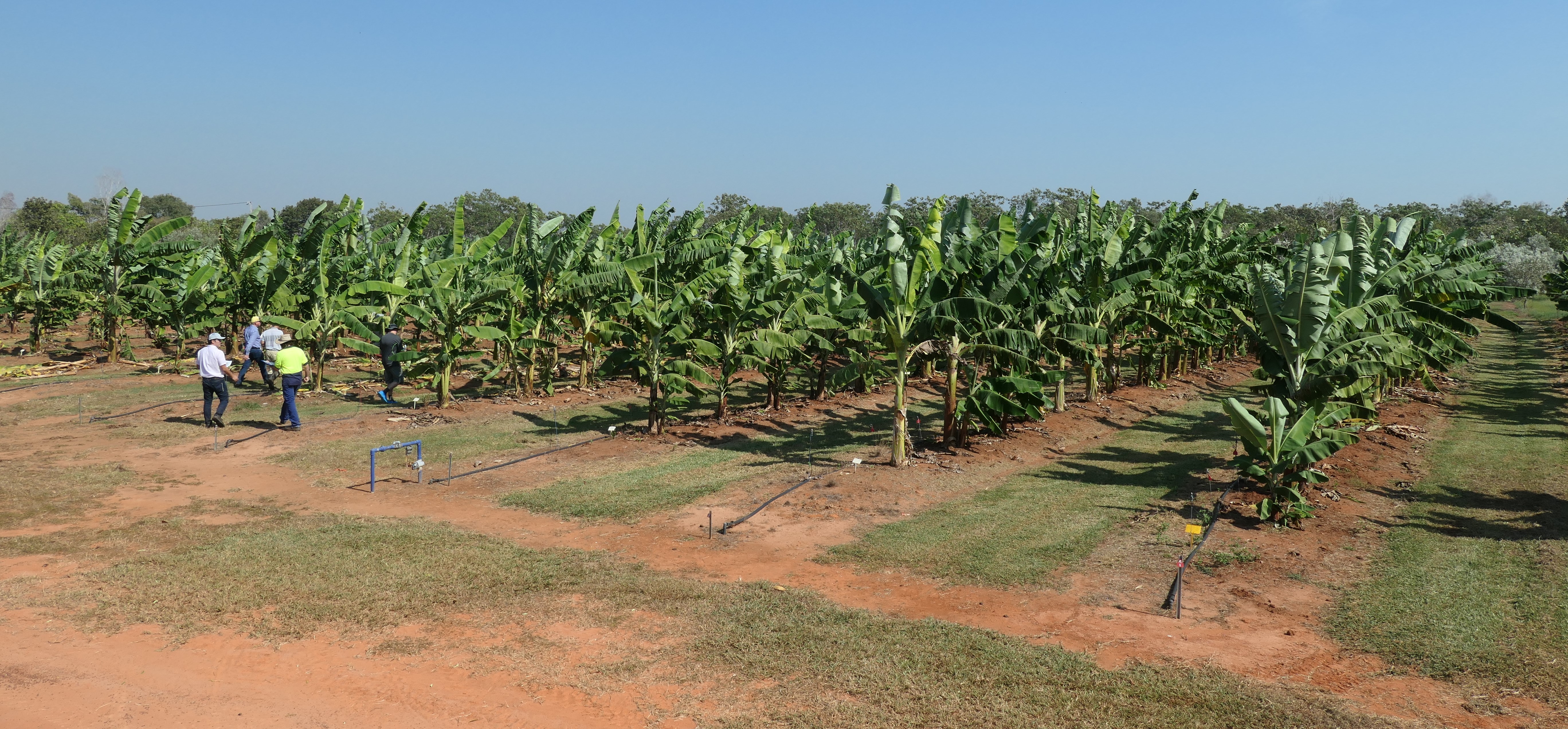 The TR4 varietal screening trial planted in December 2018 is evaluating the disease reaction of 32 varieties over a plant and ratoon crop.