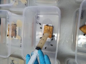 Entomopathogenic nematode and
banana weevil borer laboratory experiments