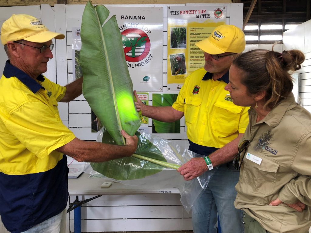 Project Manager David Peasley and inspector Wayne Shoobridge demonstrating how to identify
Bunchy Top.