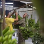 Ethan McKeever and Wayne Shoobridge help to hang the bunches.