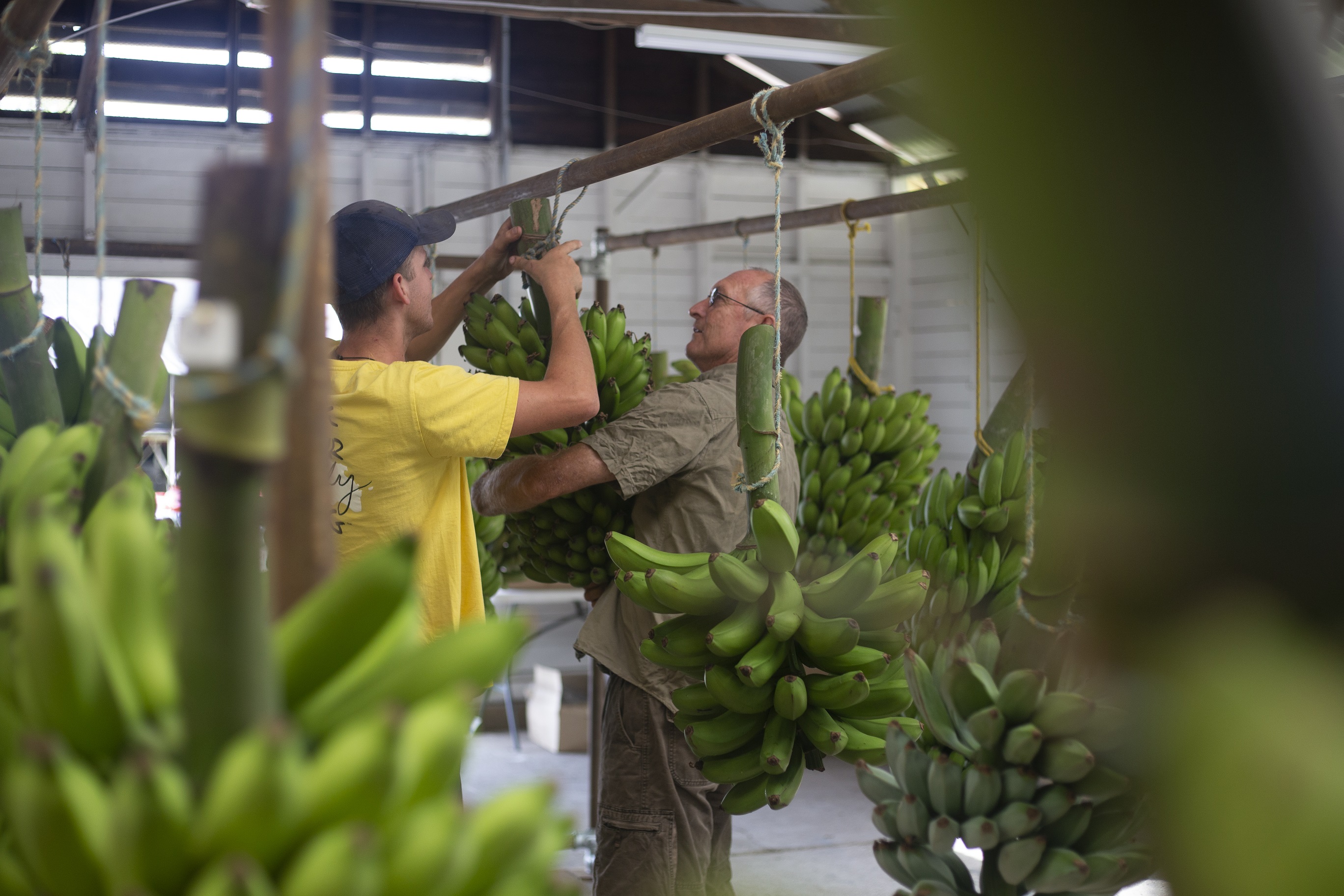 Murwillumbah Show 2019 | Australian Banana Growers