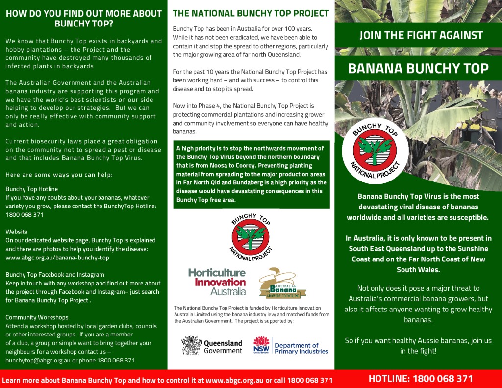 Banana Bunchy Top | Australian Banana Growers