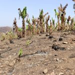 Small tissue culture plants, planted a week before the fire, managed to survive the intense blaze.