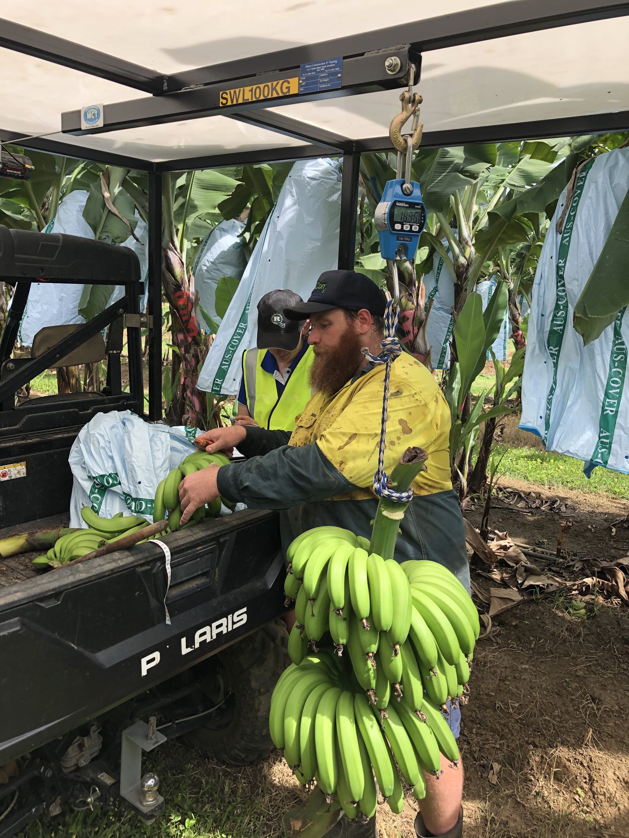 banana nutrient trial 2019