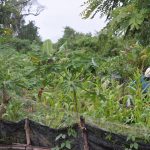 Traditional small holder farm in Laos growing a mix of crops with bananas in the background.