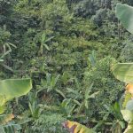 Wild bananas growing in the background, next to a Cavendish banana plantation infected with TR4 and showing leaf yellowing in the foreground.