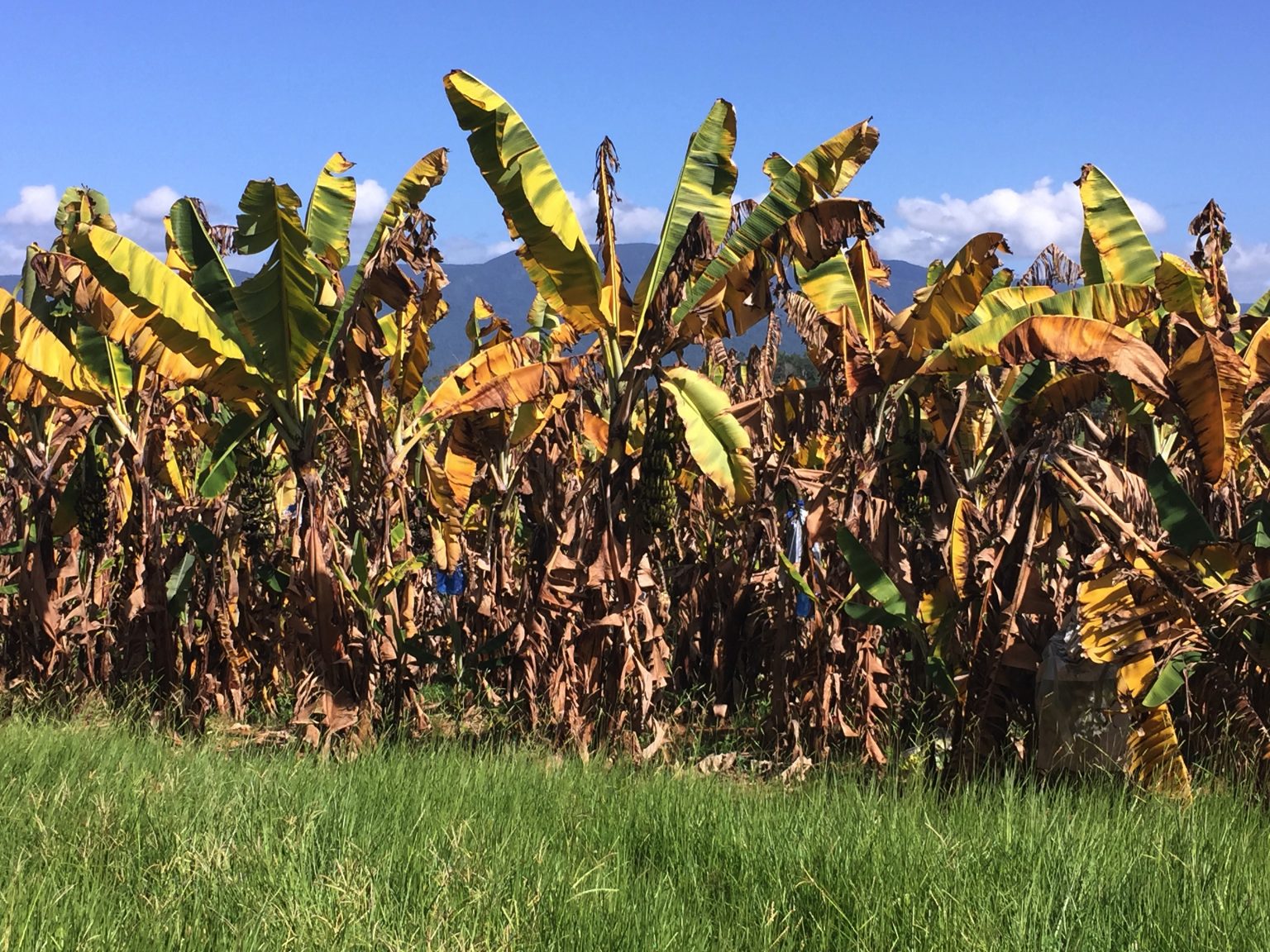Queensland marks five years of TR4 Australian Banana Growers