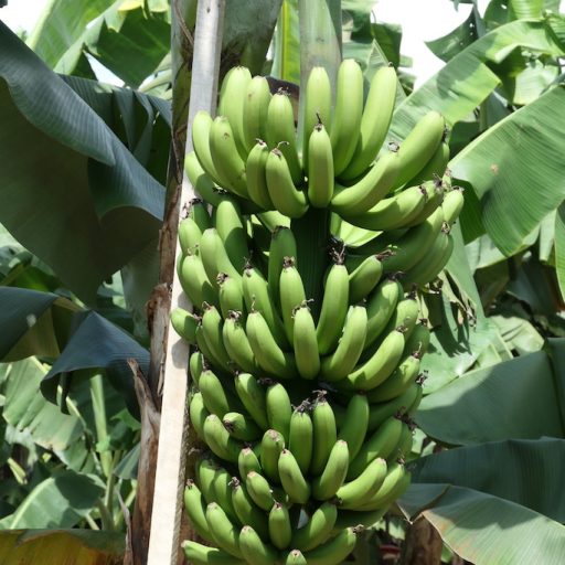 Plant crop variety results at South Johnstone | Australian Banana Growers