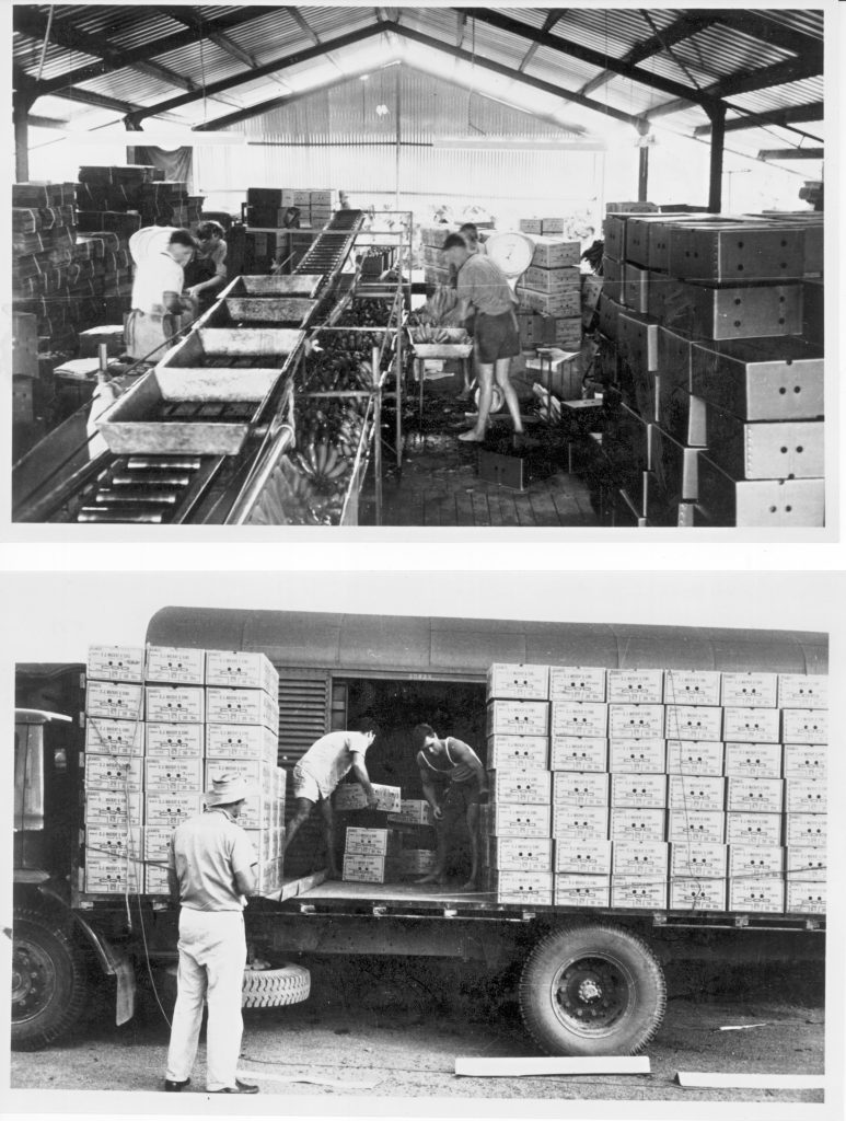 Mackay 3 Australian Banana Growers