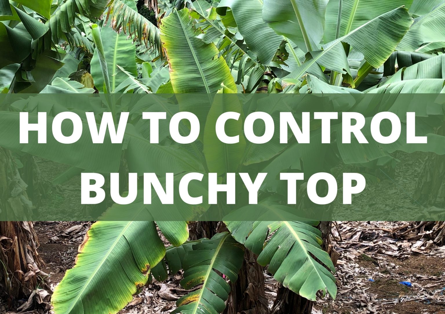 banana-bunchy-top-australian-banana-growers