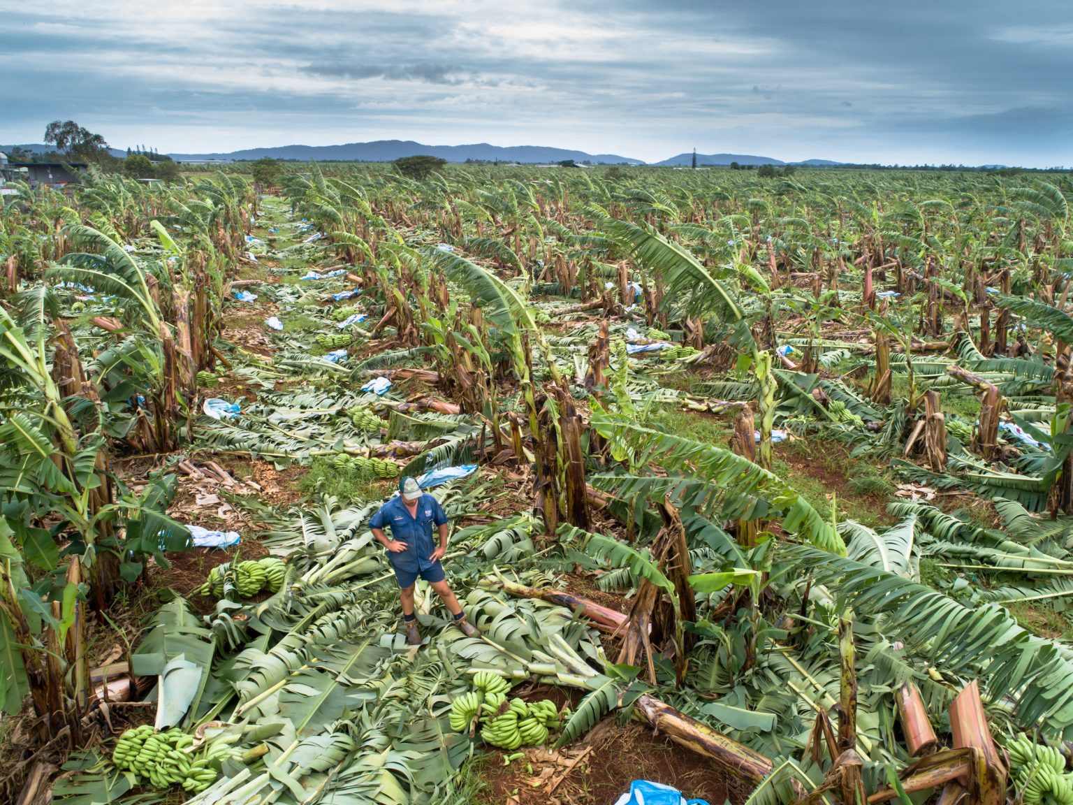 Cyclonic storm decimates bananas in the Cassowary Coast Australian