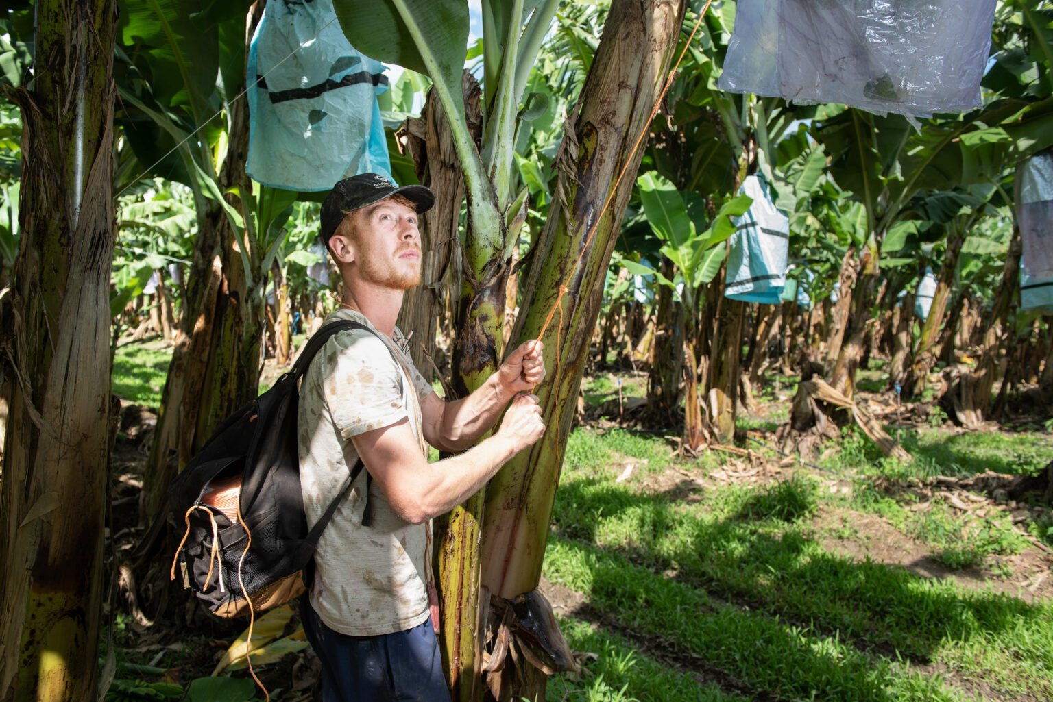 Banana Jobs Australian Banana Growers