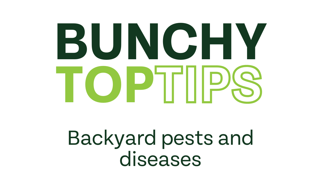 Backyard pests and diseases