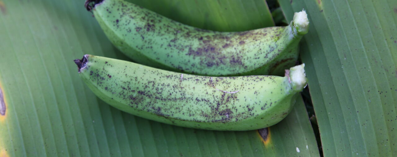 Banana Freckle response update