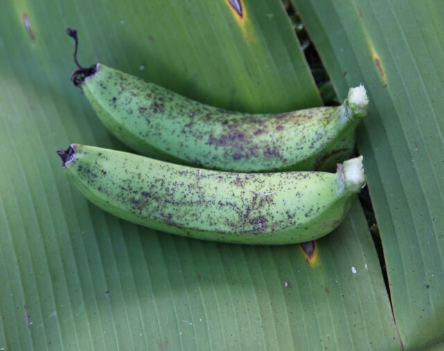 Banana Freckle response update
