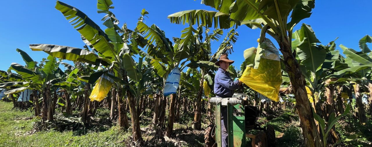 Countdown to chlorpyrifos withdrawal