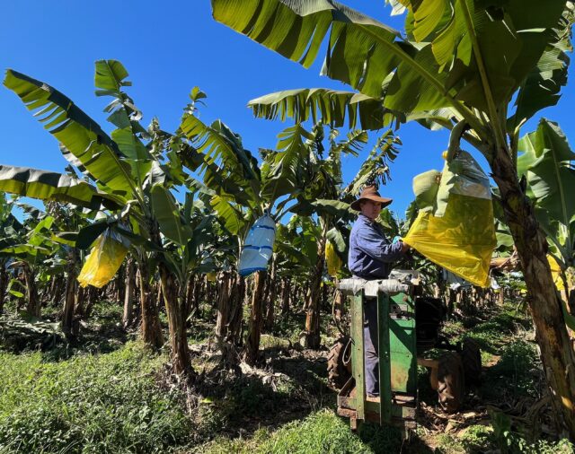 Countdown to chlorpyrifos withdrawal
