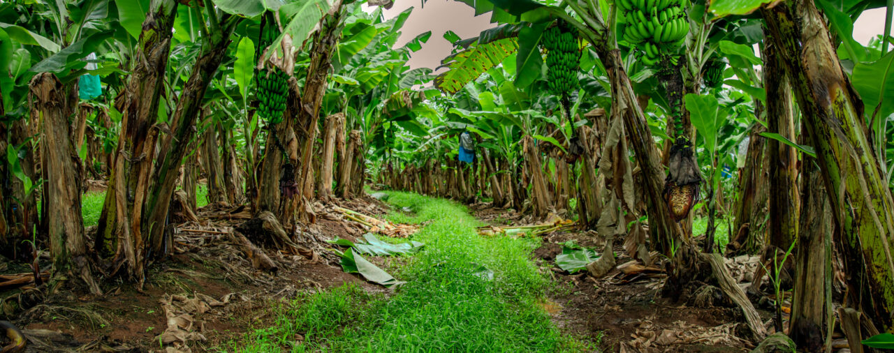 Update: Banana Import Proposal