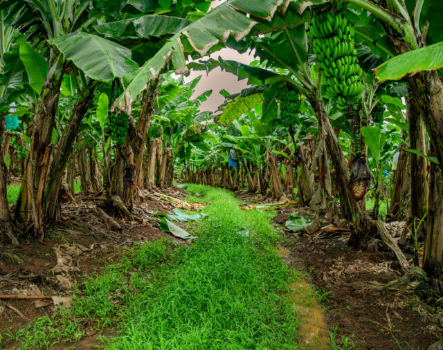 Update: Banana Import Proposal