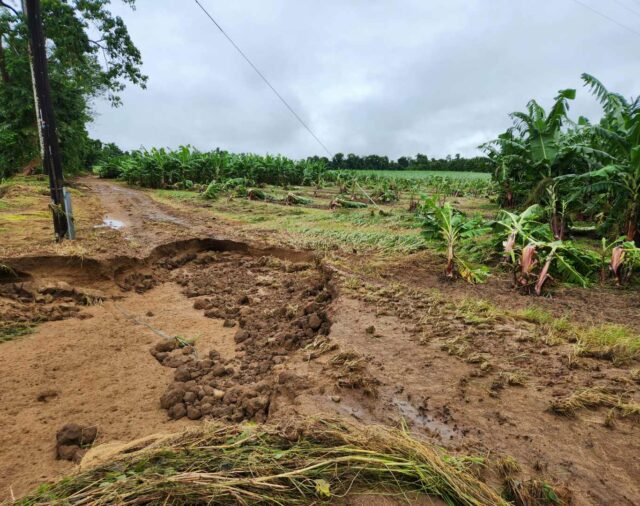 Reliable roads essential for future of FNQ banana industry