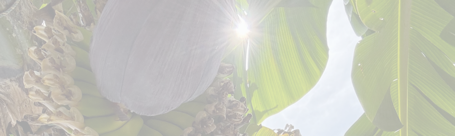 Untitled design (17) | Australian Banana Growers