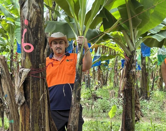 ABGC recommences surveillance to safeguard Australia's banana industry