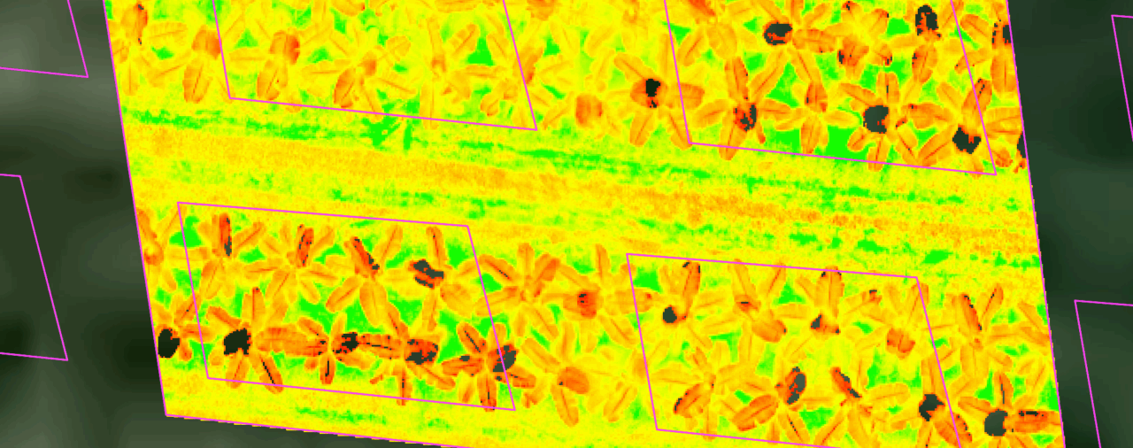 Using drones and data to monitor fertiliser uptake