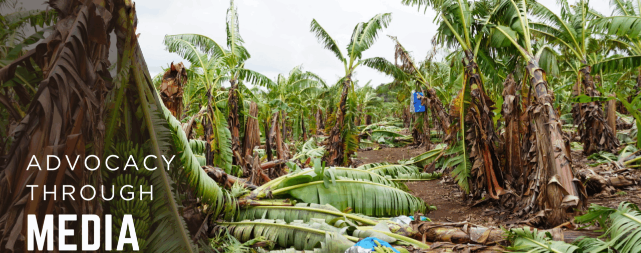 Media Advocacy Helped Secure Disaster Recovery Funds for Banana Growers